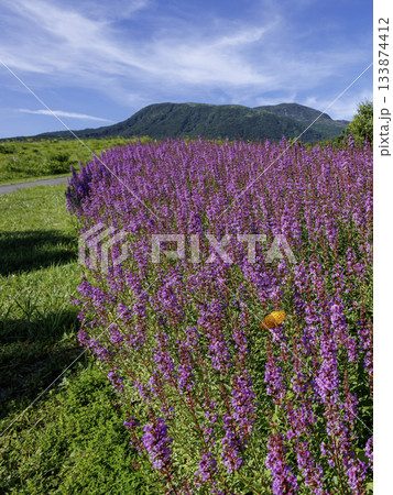 ミソハギとツマグロヒョウモン（熊本県阿蘇郡ヒゴタイ公園） 133874412