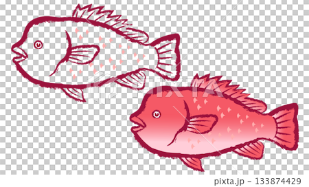 コブダイ コブダイ 133874429