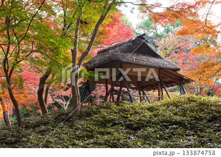 六義園の紅葉 六義園の紅葉 133874758
