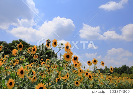 群生 明るい ヒマワリの花 群生 明るい ヒマワリの花 133874809