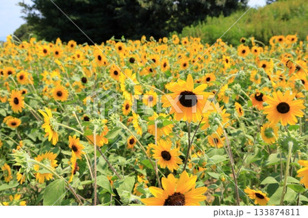 群生　ヒマワリの花 133874811