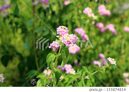 可愛い ランタナの花 可愛い ランタナの花 133874814