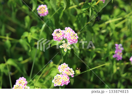 可愛い　ランタナの花 133874815
