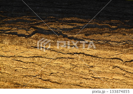 wood texture. Abstract background, empty template. Cropped Shot Of A Textured Background. wood texture. Abstract background, empty template. Cropped Shot Of A Textured Background. 133874855