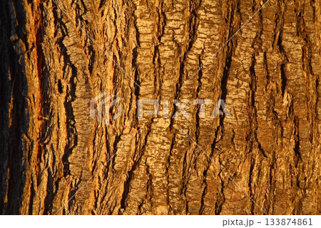 wood texture. Abstract background, empty template. Cropped Shot Of A Textured Background. 133874861