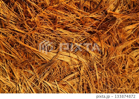 wood texture. Abstract background, empty template. Cropped Shot Of A Textured Background. wood texture. Abstract background, empty template. Cropped Shot Of A Textured Background. 133874872