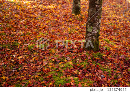 寸又峡の紅葉じゅうたん 寸又峡の紅葉じゅうたん 133874935