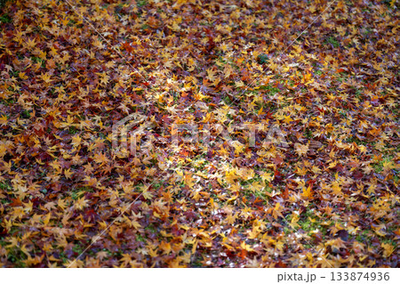 寸又峡の紅葉じゅうたん 寸又峡の紅葉じゅうたん 133874936