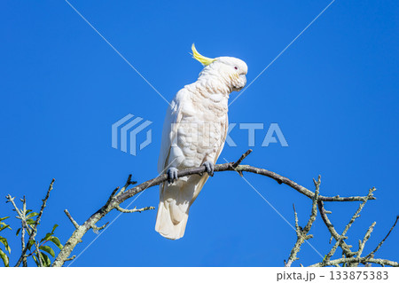 A Sulphur Crested Cockatoo standing on a small tree branch A Sulphur Crested Cockatoo standing on a small tree branch 133875383