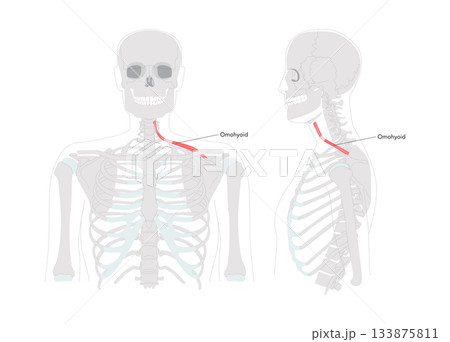 Omohyoid - Neck strap muscle illustrated in labeled diagram, depresses and retracts hyoid bone, involved in neck tension 133875811