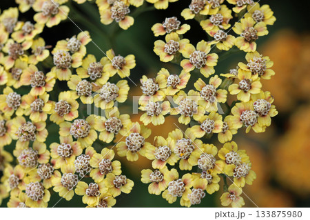 Yellow ornamental yarrow flowers in close up Yellow ornamental yarrow flowers in close up 133875980