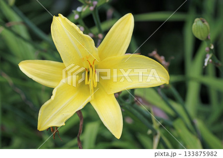 Yellow daylily flower in close up 133875982