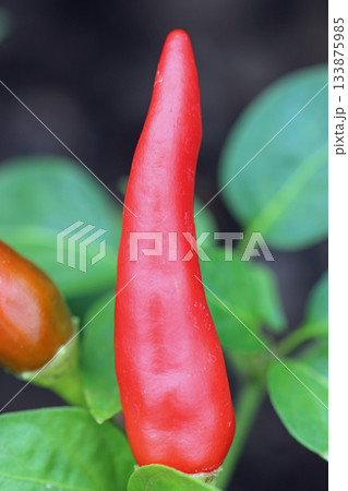 Red chilli pepper fruit in close up Red chilli pepper fruit in close up 133875985