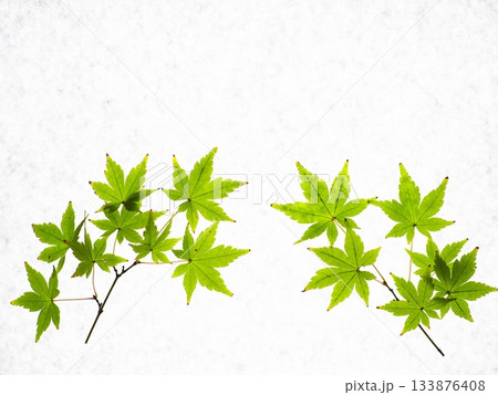 白い背景に緑のもみじ 133876408