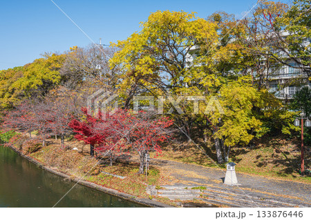 晩秋の濠川沿いの遊歩道　京都市伏見区 133876446