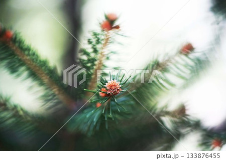 ドイツトウヒの花 133876455