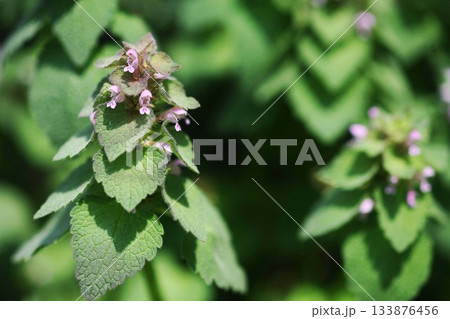 野草 ホトケノザの開花 野草 ホトケノザの開花 133876456
