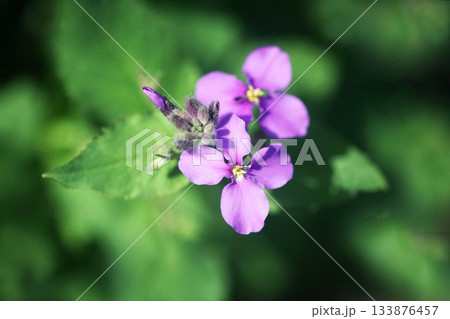 山野草 ムラサキハナナの開花 山野草 ムラサキハナナの開花 133876457