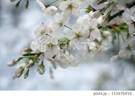 桜　大島桜の花咲く 133876458