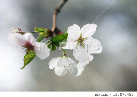 桜　大島桜の花咲く 133876459