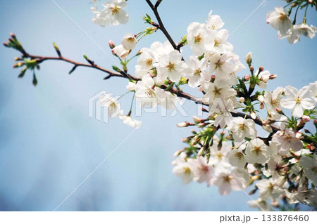 桜 染井吉野の開花 桜 染井吉野の開花 133876460