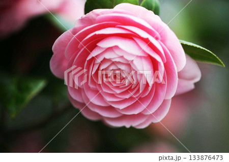 椿　色鮮やかな乙女椿 133876473