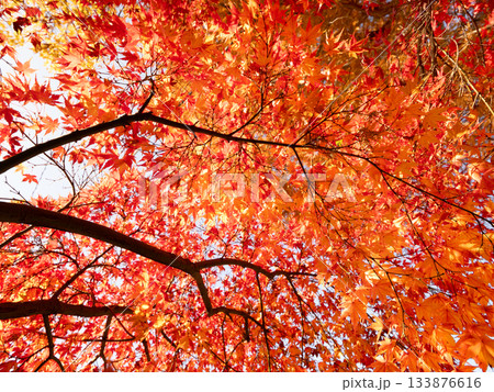 紅葉したカエデの木 紅葉したカエデの木 133876616
