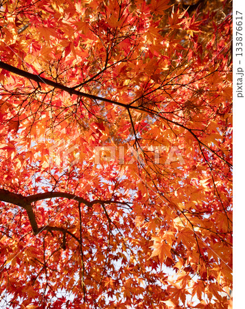 紅葉したカエデの木 133876617