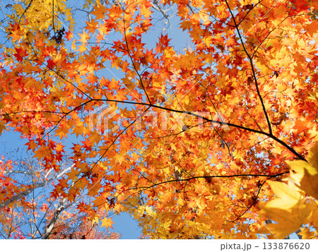 紅葉したカエデの木 133876620