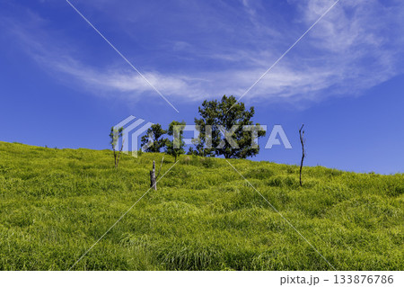 熊本県阿蘇郡ヒゴタイ公園 133876786