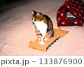 玄関で飼い主の帰宅を待つ猫 133876900