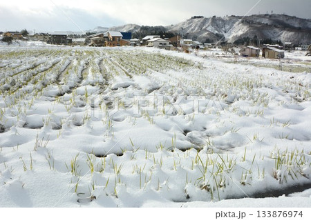 新雪の田んぼ 133876974