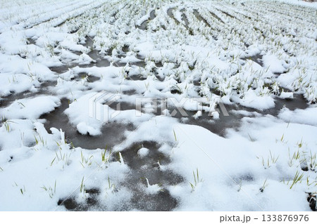 新雪の田んぼ 133876976