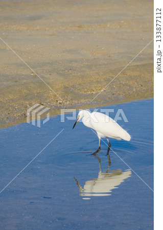 海で餌を探すコサギ 133877112