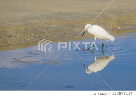 海で餌を探すコサギ 133877114