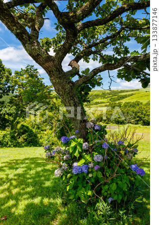 熊本県阿蘇郡ヒゴタイ公園 133877146