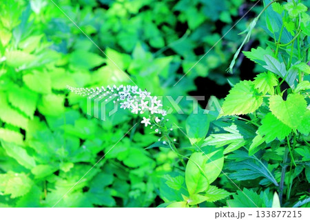 7月の上田太郎山の縦走と花々 信州の山々 信州の風景 7月の上田太郎山の縦走と花々 信州の山々 信州の風景 133877215