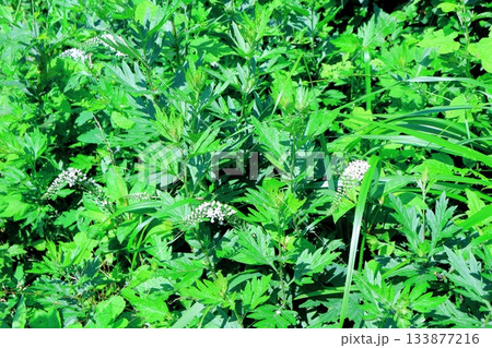 7月の上田太郎山の縦走と花々　　　信州の山々　　　信州の風景 133877216