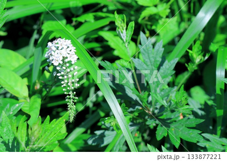 7月の上田太郎山の縦走と花々 信州の山々 信州の風景 7月の上田太郎山の縦走と花々 信州の山々 信州の風景 133877221
