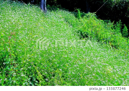 7月の上田太郎山の縦走と花々 信州の山々 信州の風景 7月の上田太郎山の縦走と花々 信州の山々 信州の風景 133877246