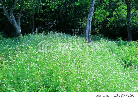7月の上田太郎山の縦走と花々 信州の山々 信州の風景 7月の上田太郎山の縦走と花々 信州の山々 信州の風景 133877250