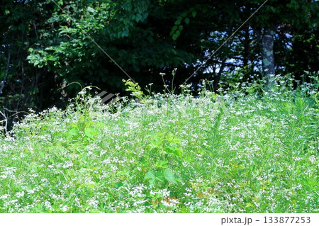 7月の上田太郎山の縦走と花々 信州の山々 信州の風景 7月の上田太郎山の縦走と花々 信州の山々 信州の風景 133877253