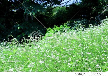 7月の上田太郎山の縦走と花々 信州の山々 信州の風景 7月の上田太郎山の縦走と花々 信州の山々 信州の風景 133877256