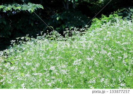 7月の上田太郎山の縦走と花々 信州の山々 信州の風景 7月の上田太郎山の縦走と花々 信州の山々 信州の風景 133877257