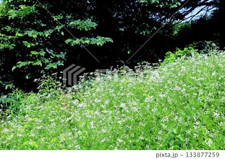 7月の上田太郎山の縦走と花々　　　信州の山々　　　信州の風景 133877259
