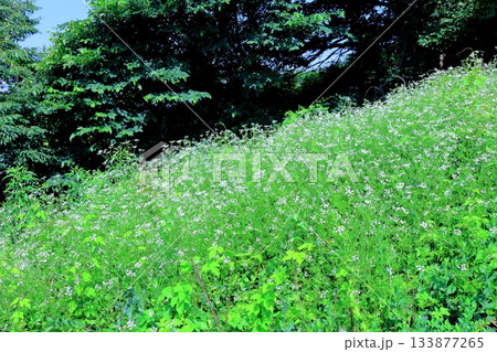 7月の上田太郎山の縦走と花々 信州の山々 信州の風景 7月の上田太郎山の縦走と花々 信州の山々 信州の風景 133877265