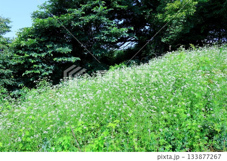 7月の上田太郎山の縦走と花々 信州の山々 信州の風景 7月の上田太郎山の縦走と花々 信州の山々 信州の風景 133877267