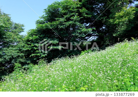 7月の上田太郎山の縦走と花々 信州の山々 信州の風景 7月の上田太郎山の縦走と花々 信州の山々 信州の風景 133877269