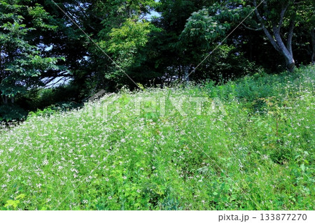 7月の上田太郎山の縦走と花々 信州の山々 信州の風景 7月の上田太郎山の縦走と花々 信州の山々 信州の風景 133877270