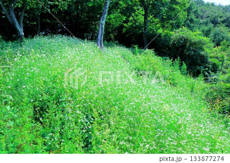 7月の上田太郎山の縦走と花々 信州の山々 信州の風景 7月の上田太郎山の縦走と花々 信州の山々 信州の風景 133877274